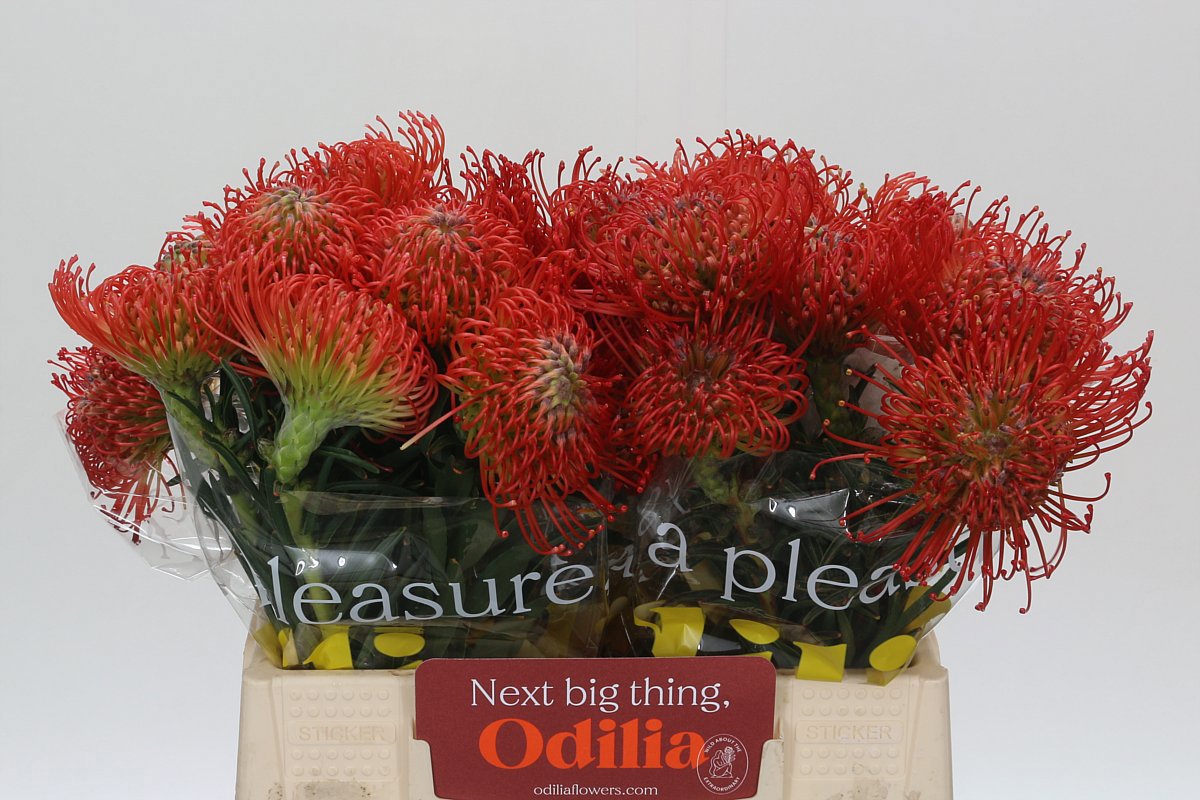 Нутанс Саксешн 40 (красн.), шт.