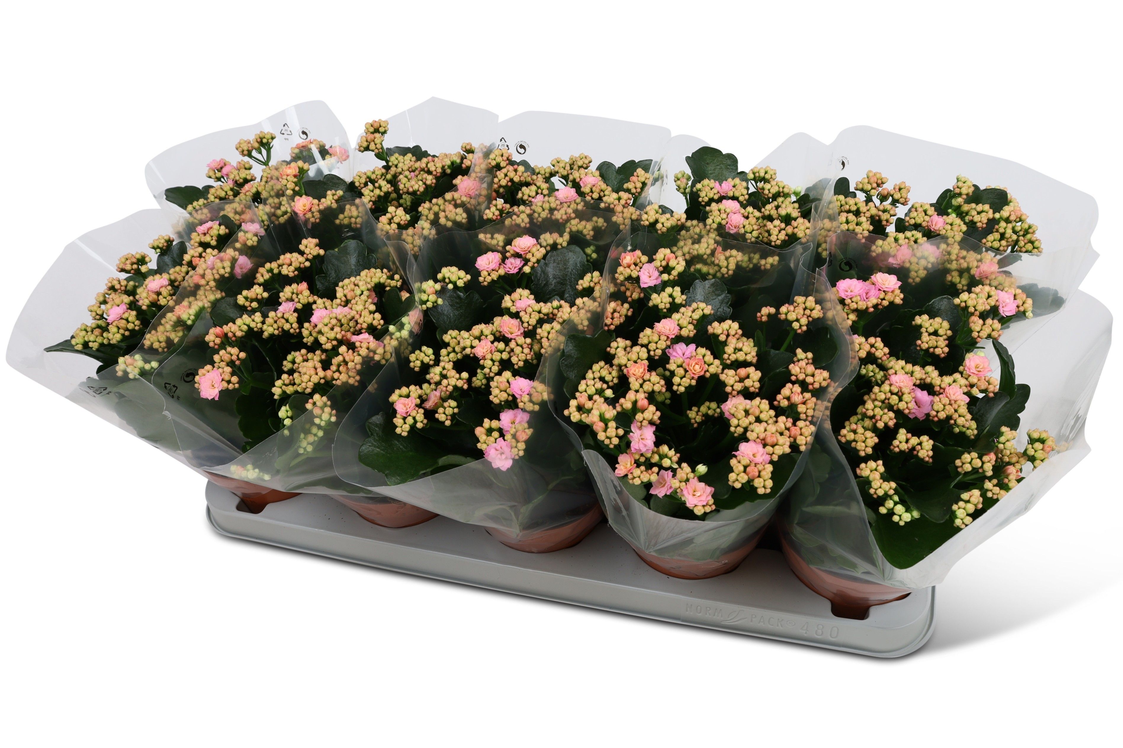 Kalanchoë Perfecta Pink Blanco hoes, D 12