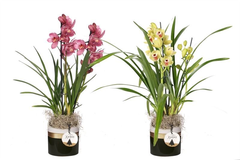 Dolomite p12 Horizon black Cymbidium mix 2T10+, D 12 cm