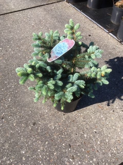 Picea p. 'Glauca Globosa', D 26 cm