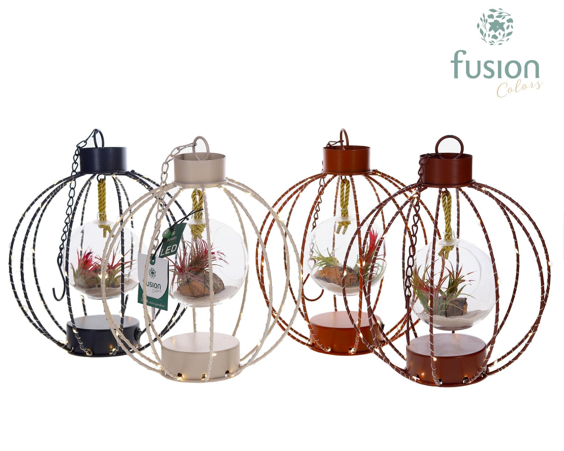 LED Metaal Lichtbol met Air Tillandsia, D 19 cm