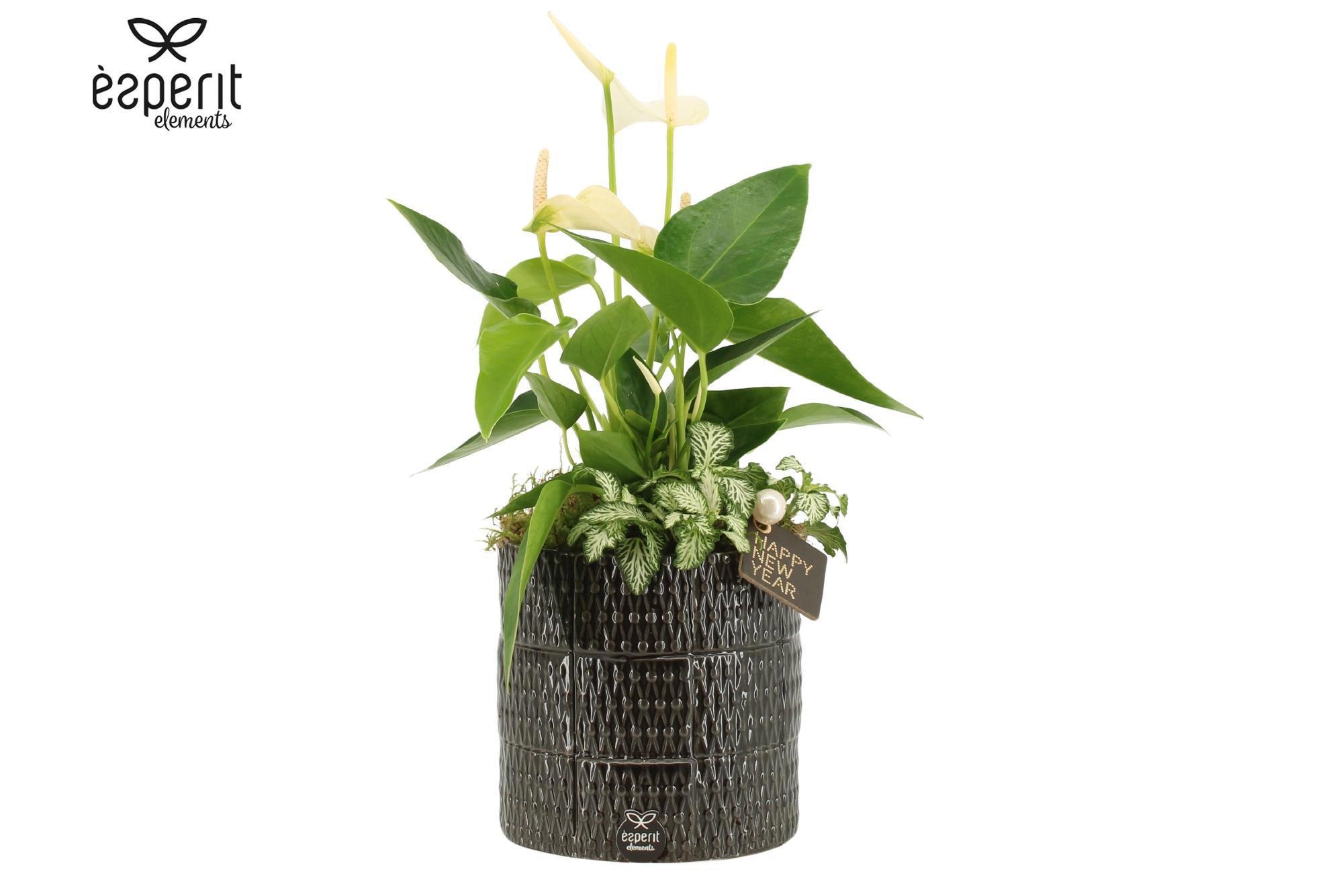 62170: New Year arrangement, D 13