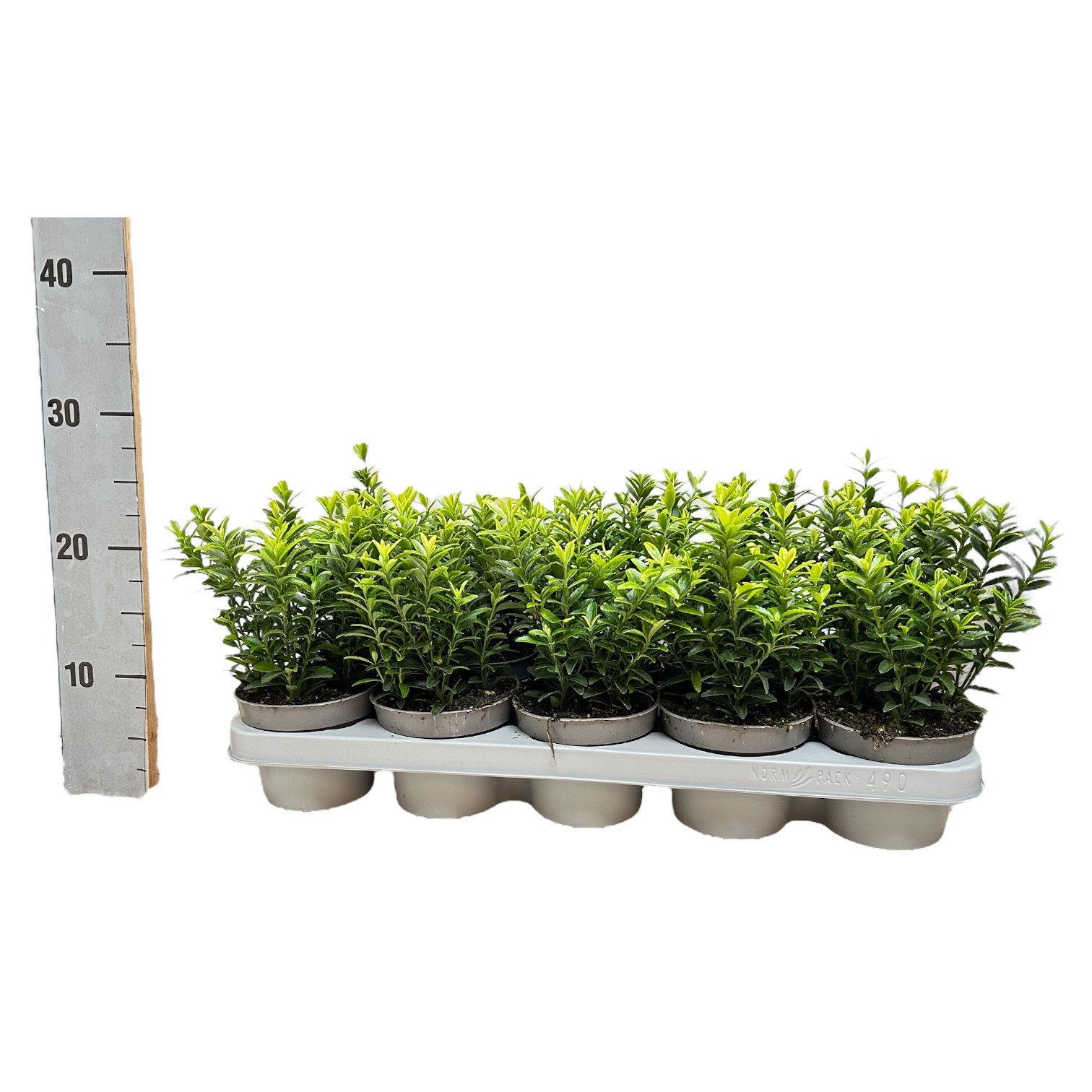 Euonymus japonicus 'Microphyllus Aureovariegatus', D 12