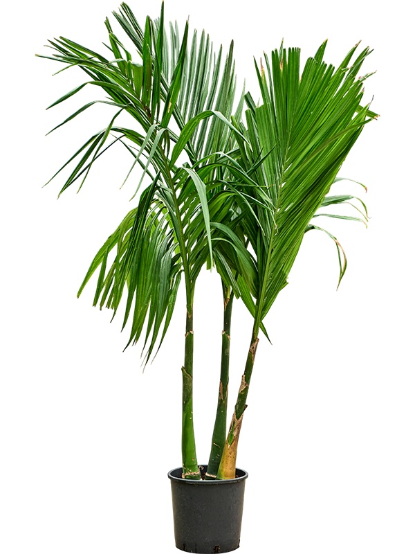 Areca catechu, D 30 cm
