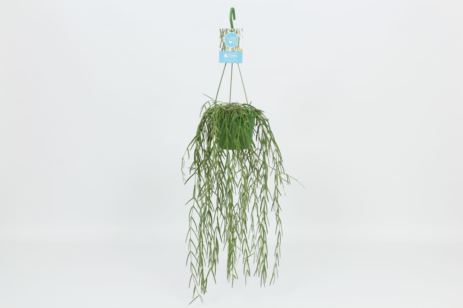 HangonGreen Hoya Linearis 14 cm, D 14