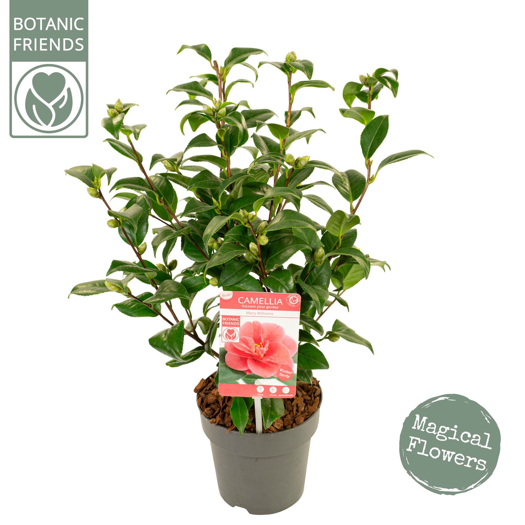 Camellia ret. 'Mary Williams' Premium, D 15 cm