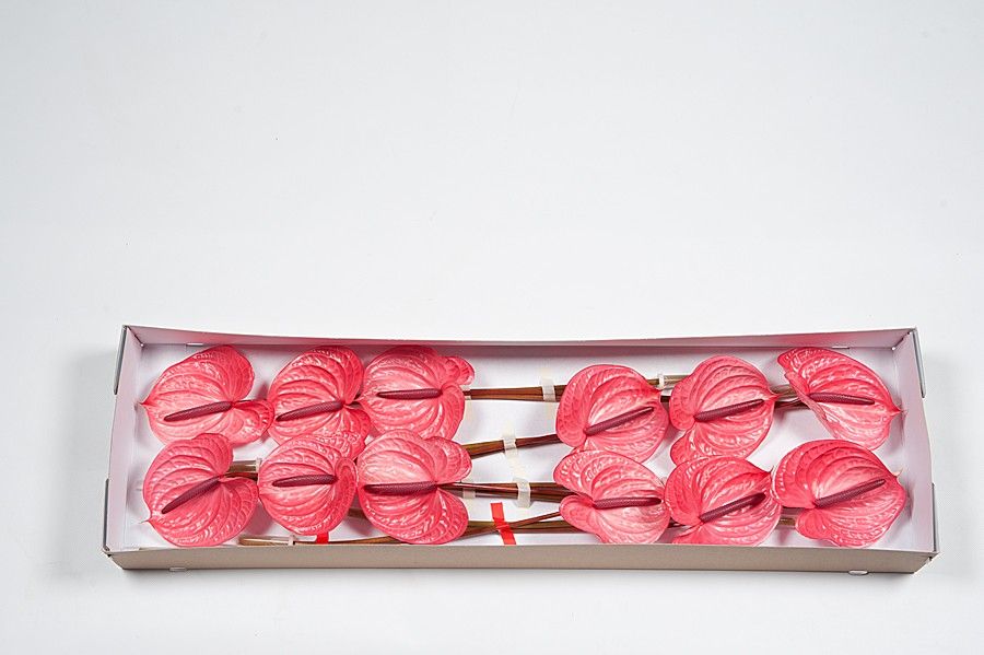 Антуриум Кeнди x12, шт.