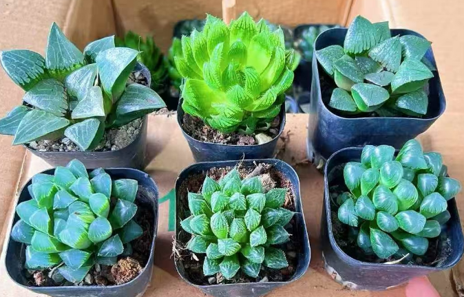 Суккулент Премиум Фиве-колор Джейд Дев Микс Пак 7 12