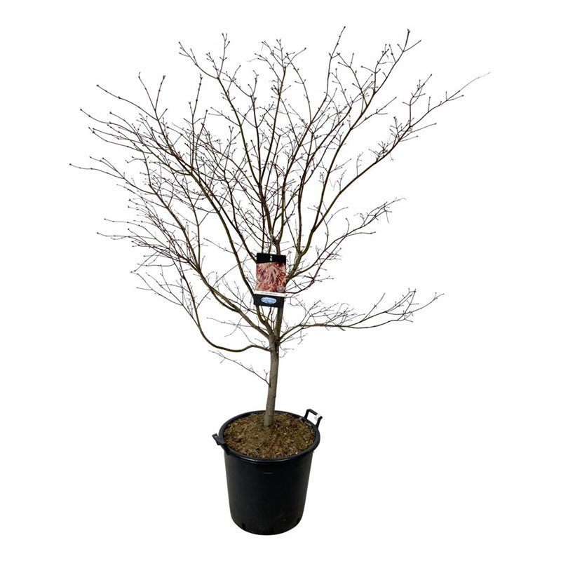 Acer North Wind ®, D 50 cm