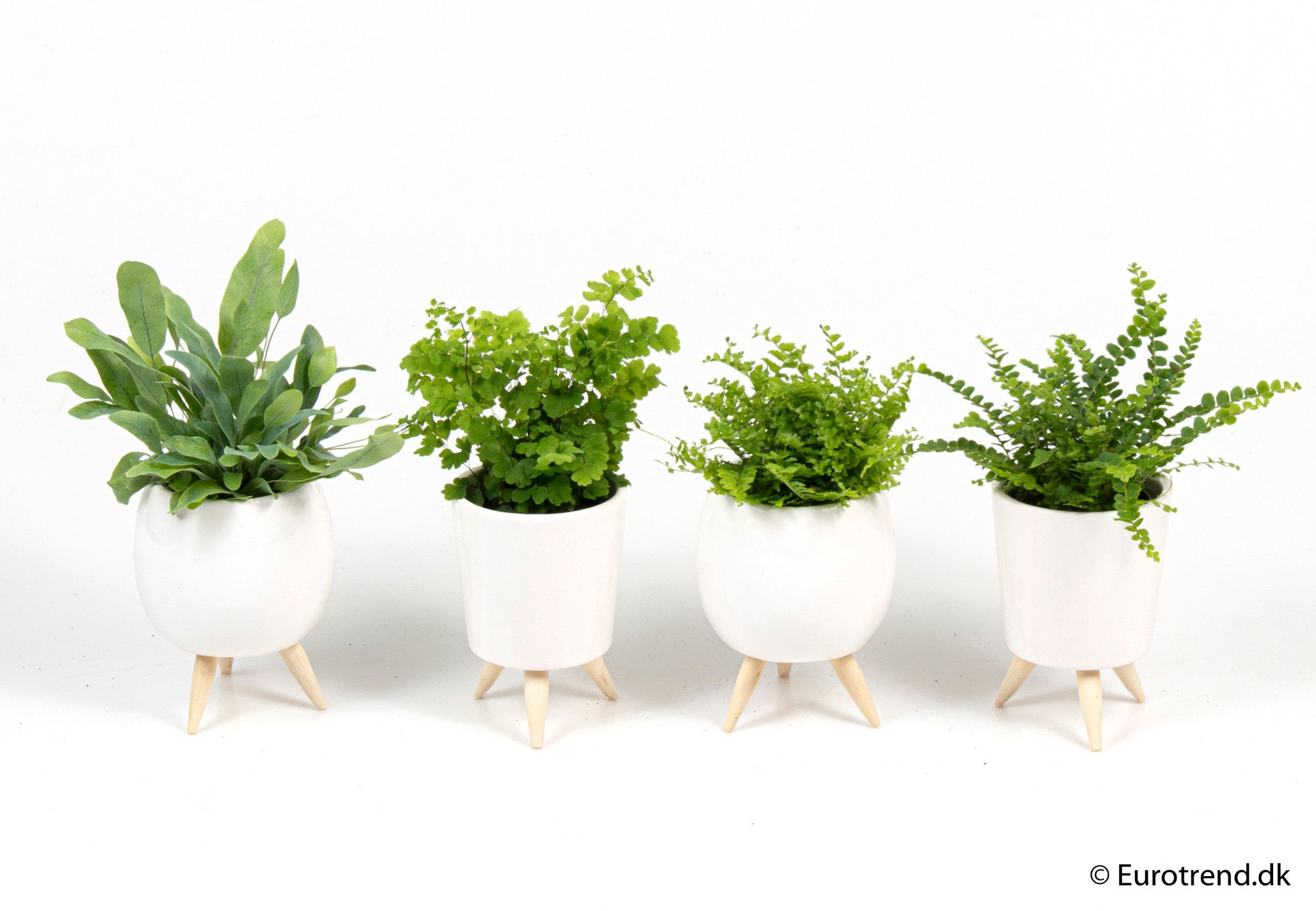 Nephrolepis mix in ceramic with leg - New Look 2025, D 6