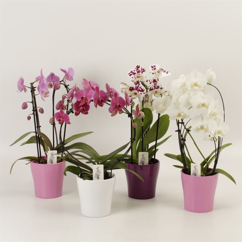 Phalaenopsis overig shapes mix in ton sur ton keramiek, D 12