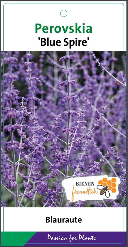 Perovskia 'Blue Spire' BüC5, D 23 cm