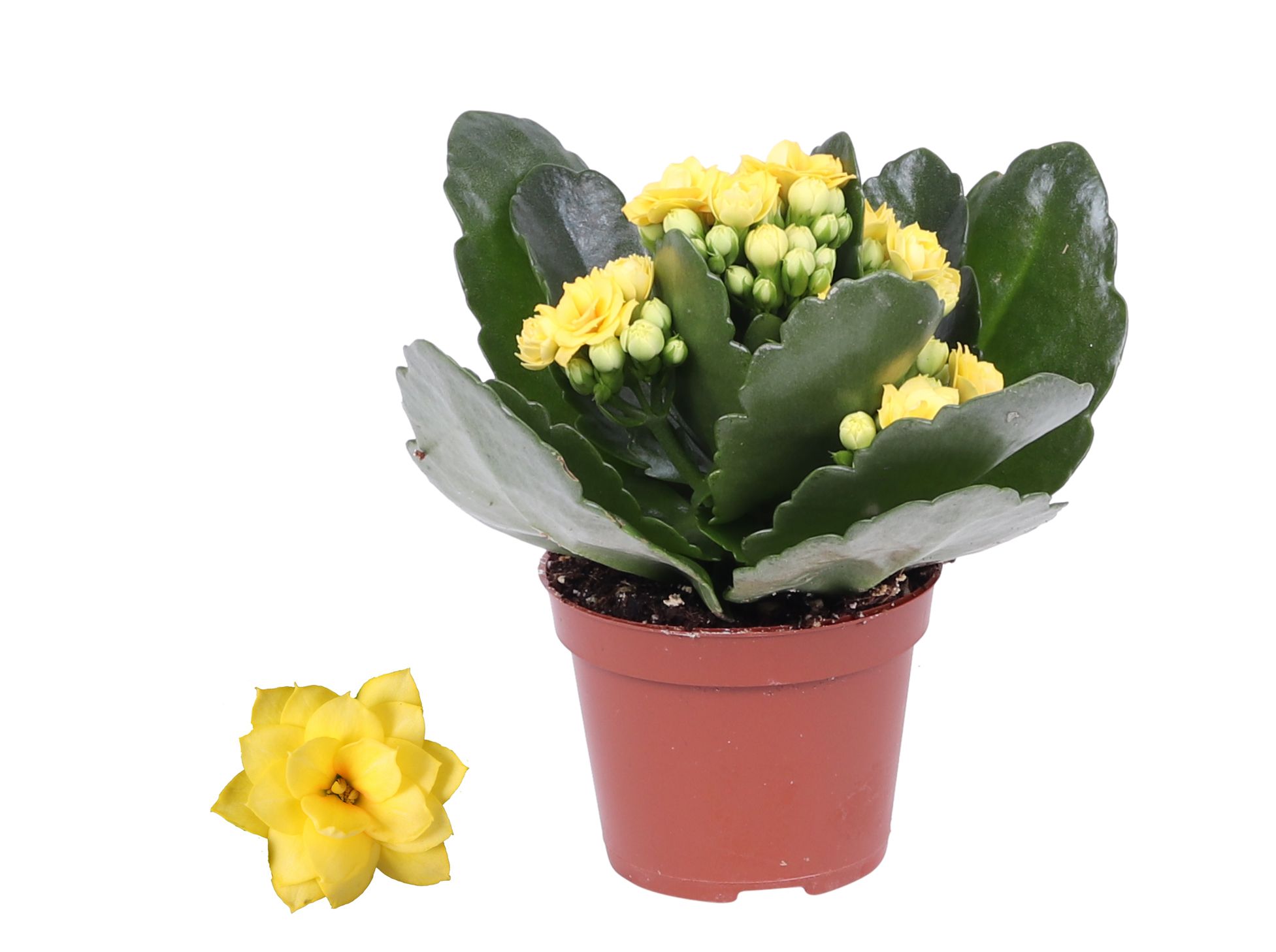 Kalanchoe Rosalina 06cm Don Amarillo geel, Zonder hoes, D 6