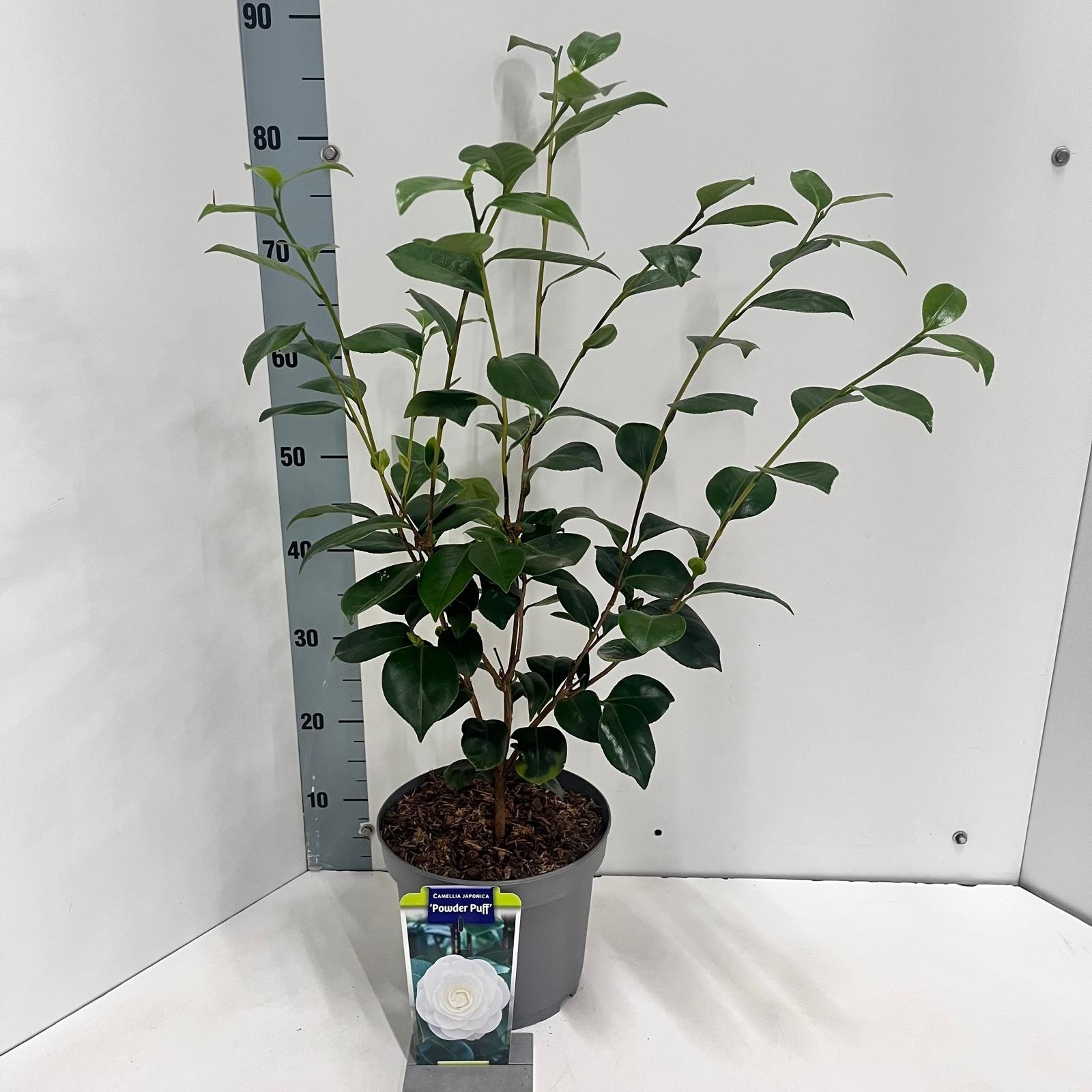Camellia japonica 'Powder Puff', D 23 cm Camellia japonica 'Powder Puff', D 23 cm