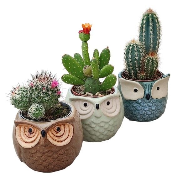 MIX CACTUS AND SUCCULENTS Ø 8 ON OWL-SHAPED CERAMIC VASE - TRAY 9 PCS (CACTUS EN SUCCULENTEN), D 6,5