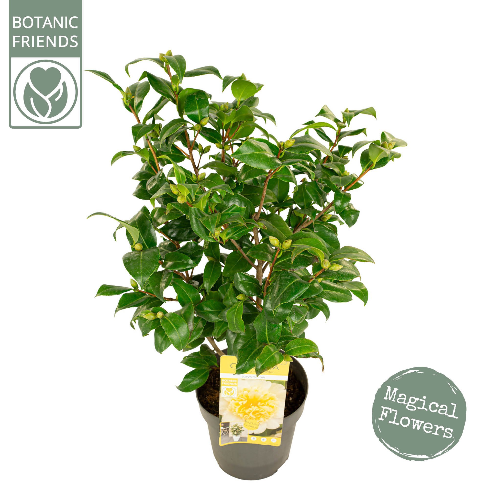 Camellia wil. 'Jury's Yellow', D 19 cm