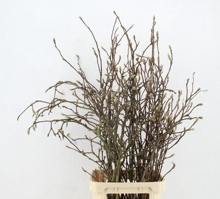 Магнолия Грандифлора 130, шт.