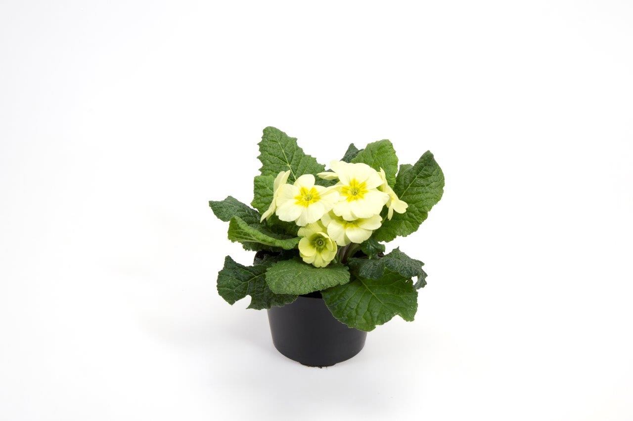 PRIMULA VULGARIS-HYBRID, D 11