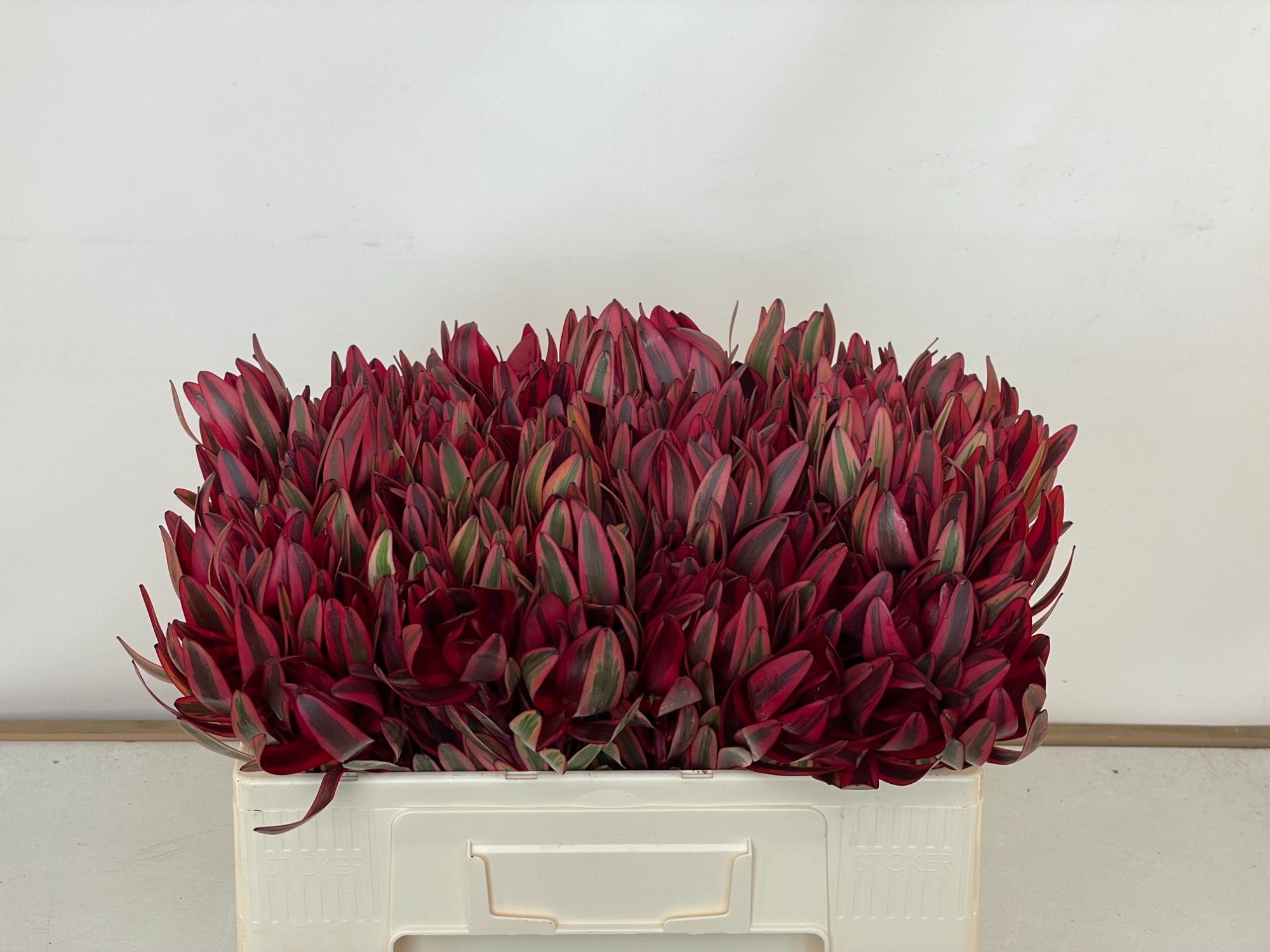 Леукадендрон Джестер 50, шт.