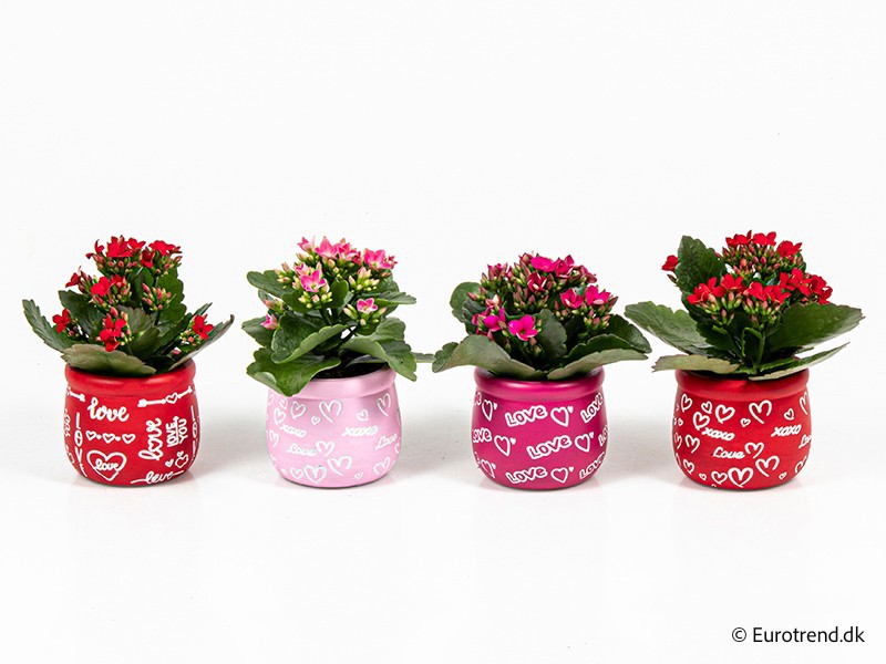 VALENTIJN CERAMIC 2026 KALANCHOE E 3807, D 6
