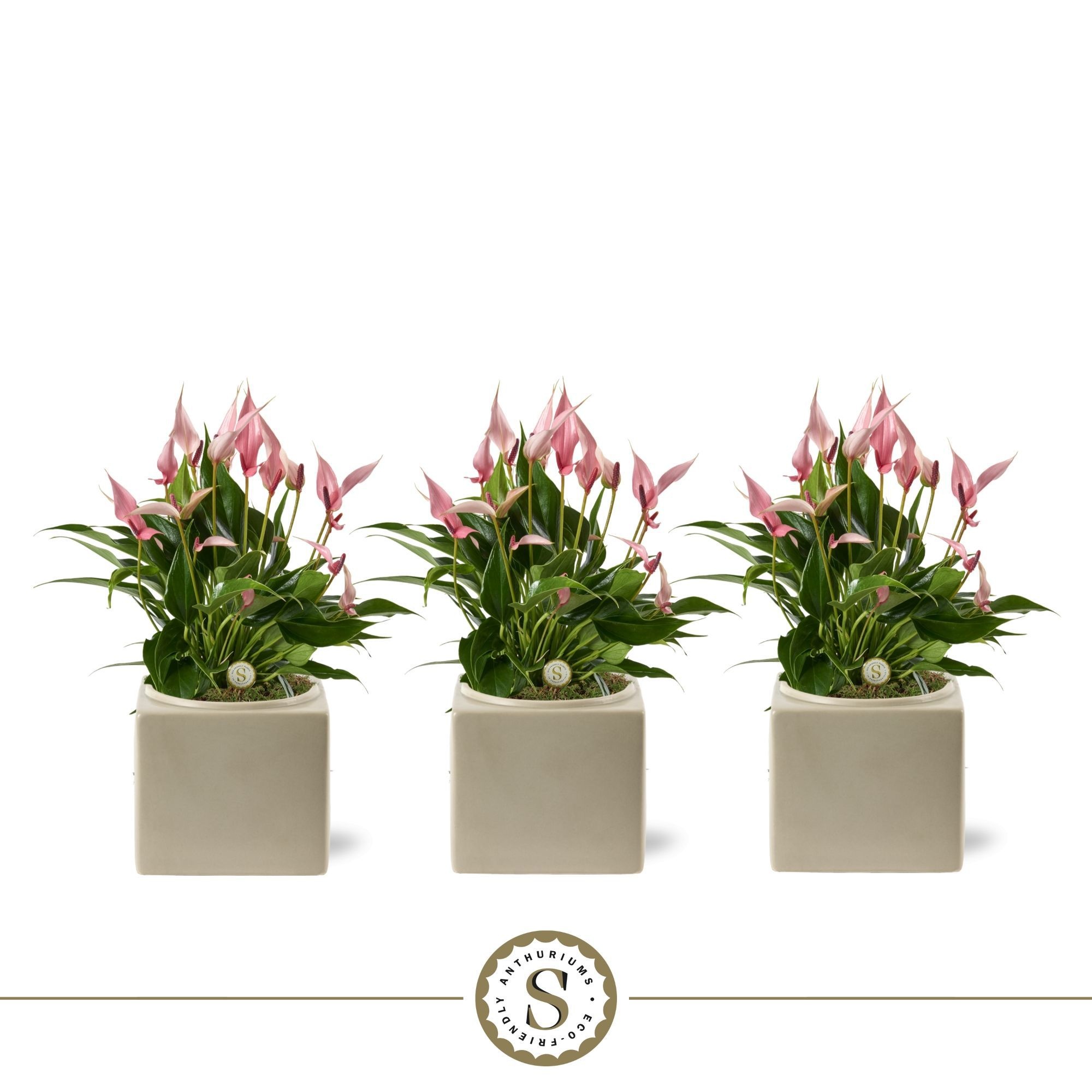 Belicia Light Grey 12cm Lilli, D 12