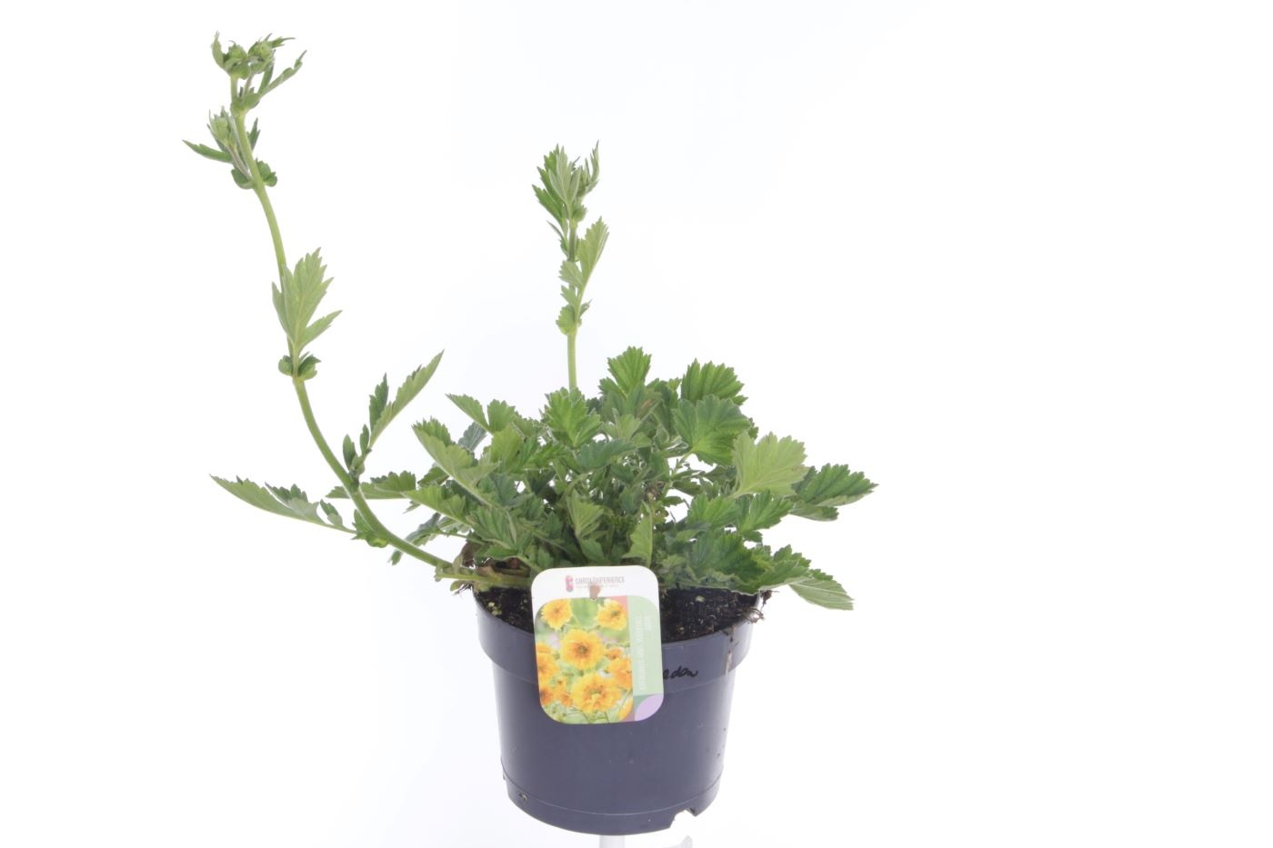 Geum chil. Lady Stratheden, D 17