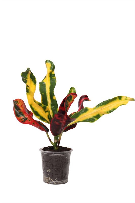 Croton p06 Banana, D 6