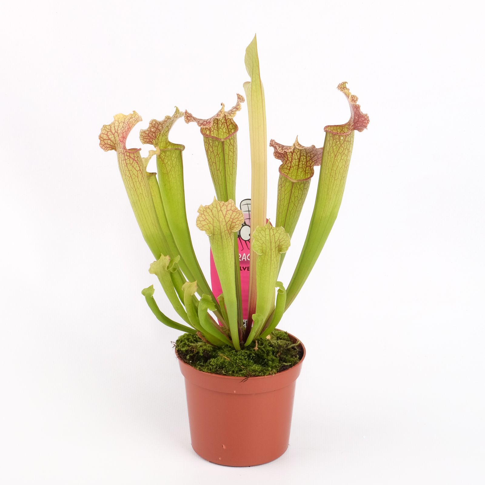 Sarracenia velvet, D 8,5