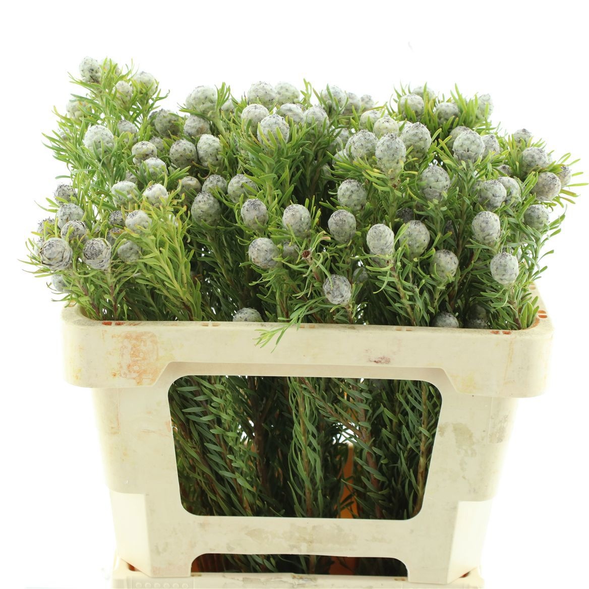 Леукадендрон Джейд Перл Спрей 50, шт.