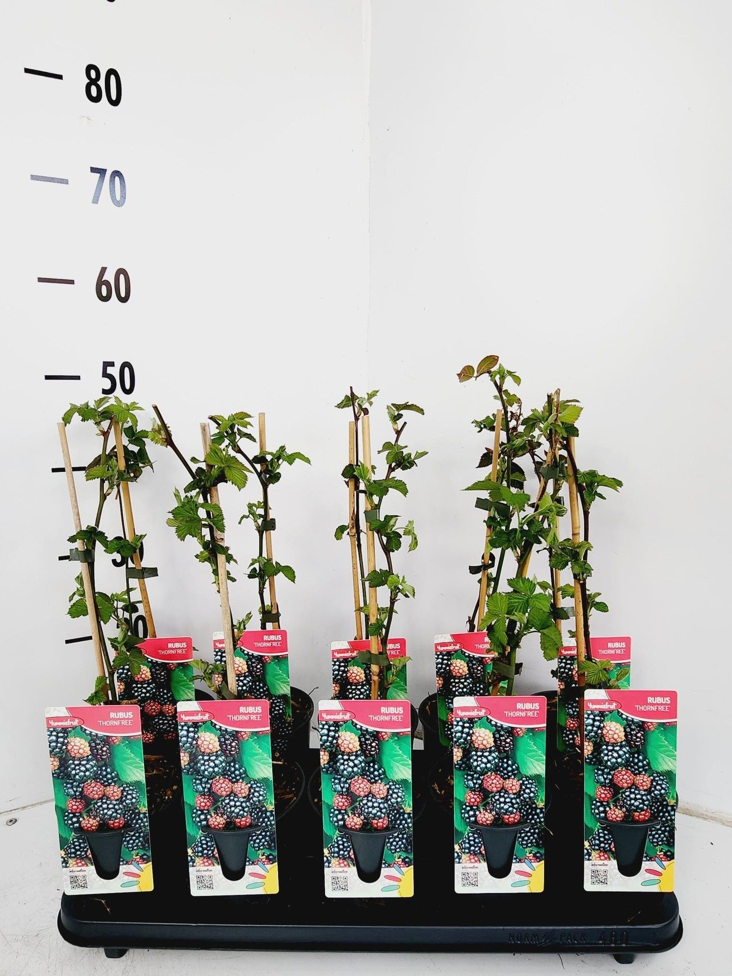 Rubus frut Thornfree, D 12 cm