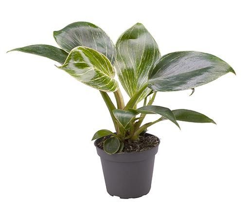 PHILODENDRON-HYBRID 'WHITE MEASURE', D 6