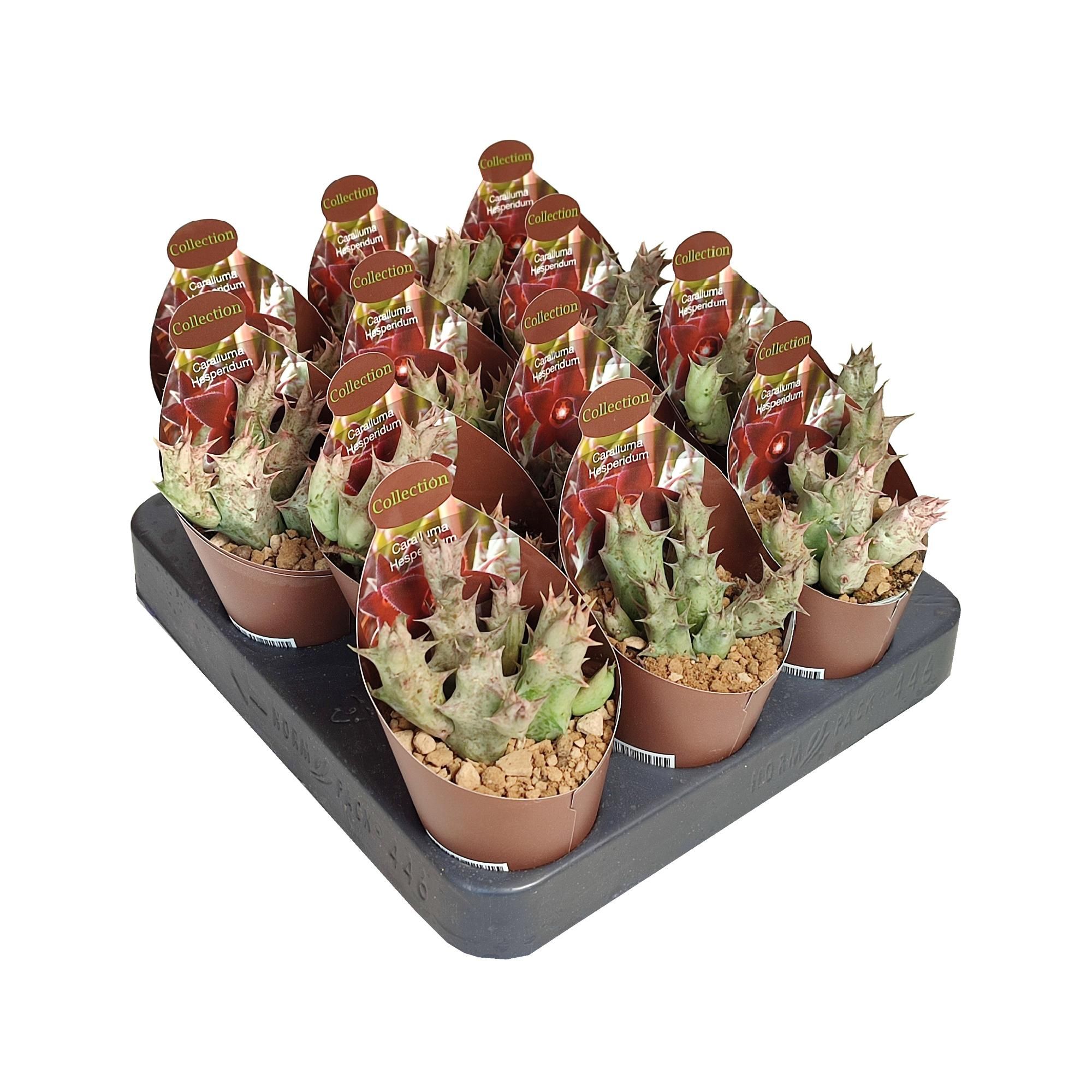 CARALLUMA HESPERIDUM - POT Ø 6,5 - COLLECTION WITH POTCOVER (SUCCULENTEN), D 6,5