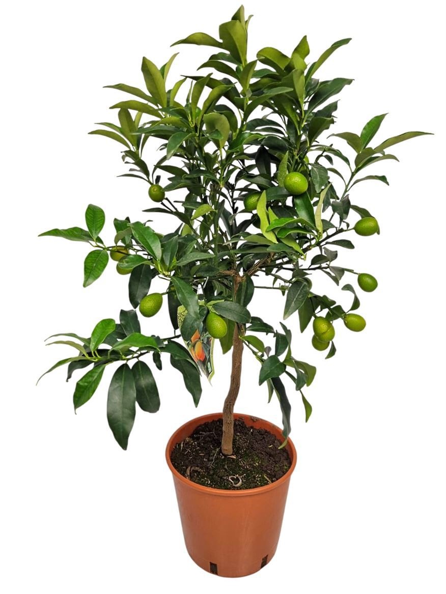 Citrus Kumquat Stem, D 21