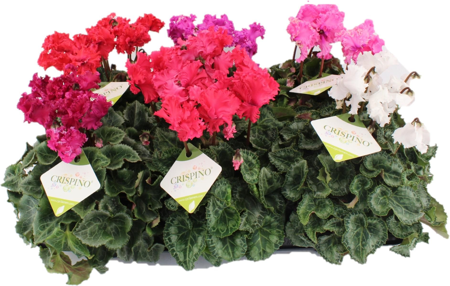 Cyclamen Crispino Mix, D 13 cm