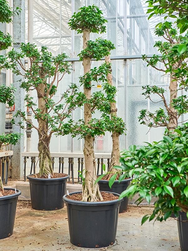 Ficus microcarpa 'Compacta', D 50