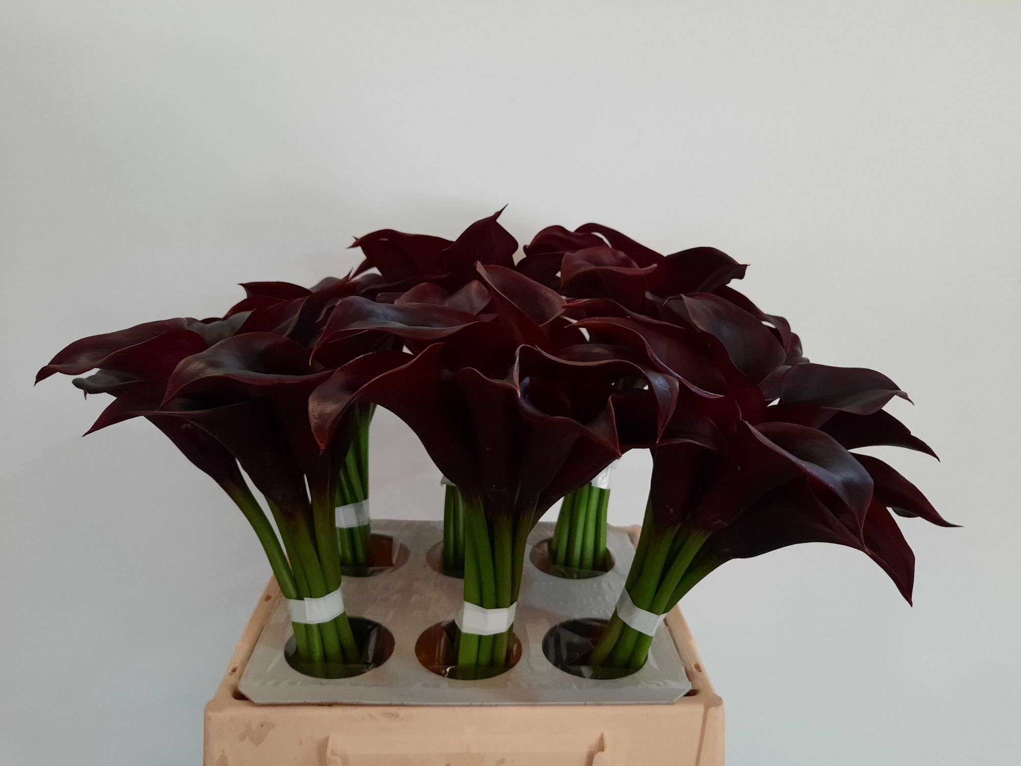 Калла Кантор 40, шт.