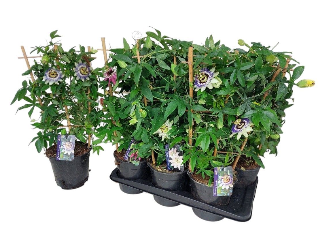 Passiflora gemengd, D 17