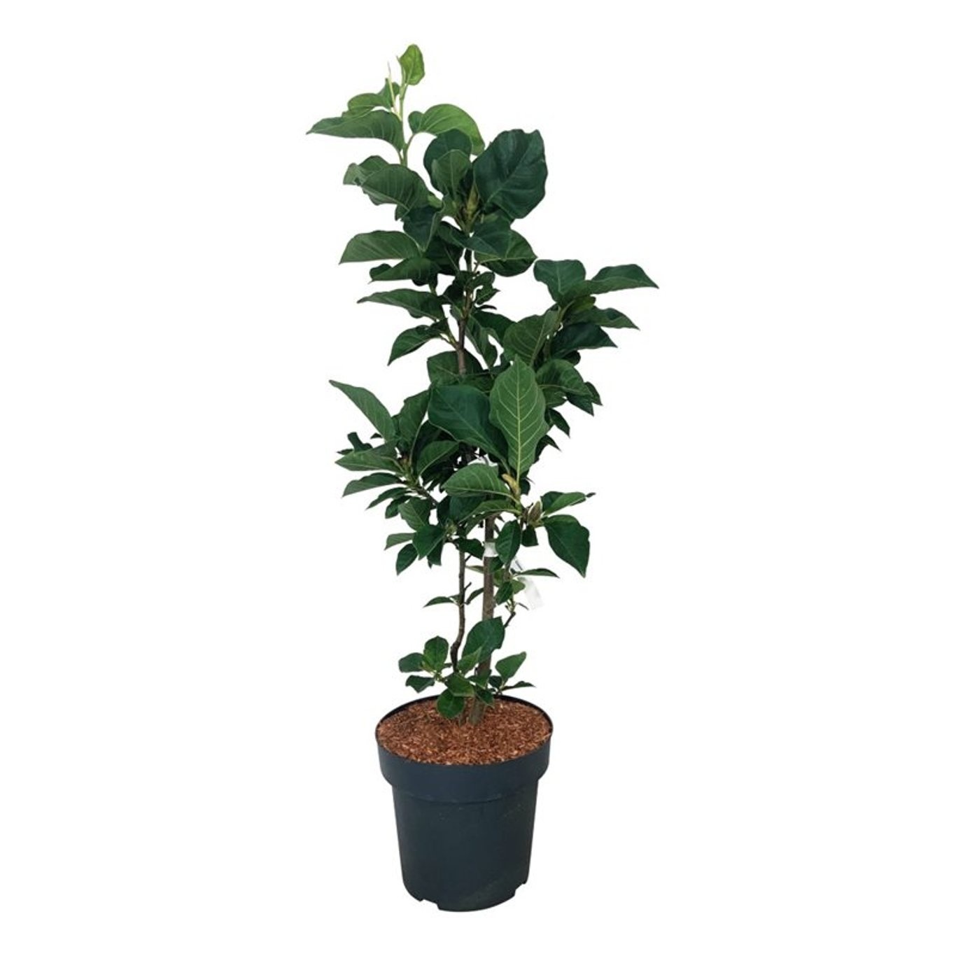 Magnolia soul. 'Cameo', D 32 cm