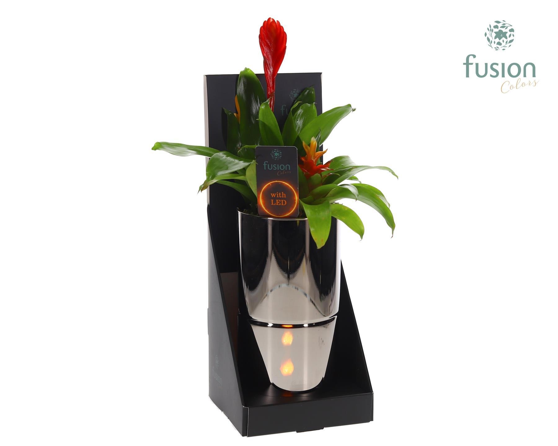 Glas tube Led planter groot met Bromelia, D 11 cm Glas tube Led planter groot met Bromelia, D 11 cm
