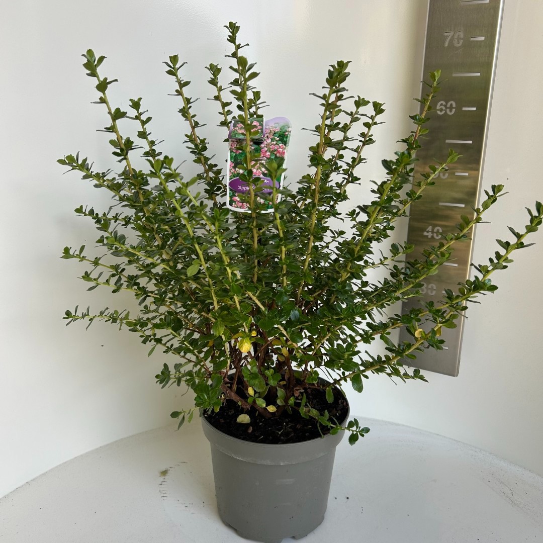 Escallonia Apple Blossom, D 23 cm