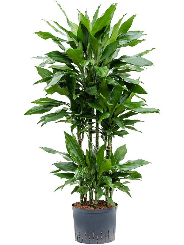 Dracaena fragrans 'Janet Lind', D 25
