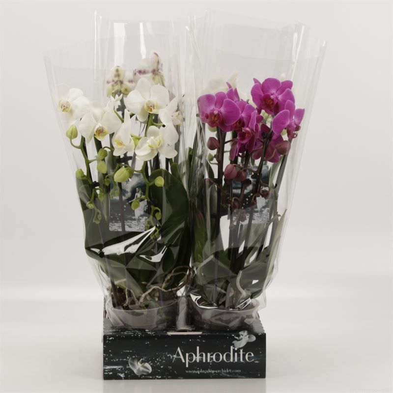 Phalaenopsis Elegant Cascade Triboga gemengd Goddess, D 12 cm