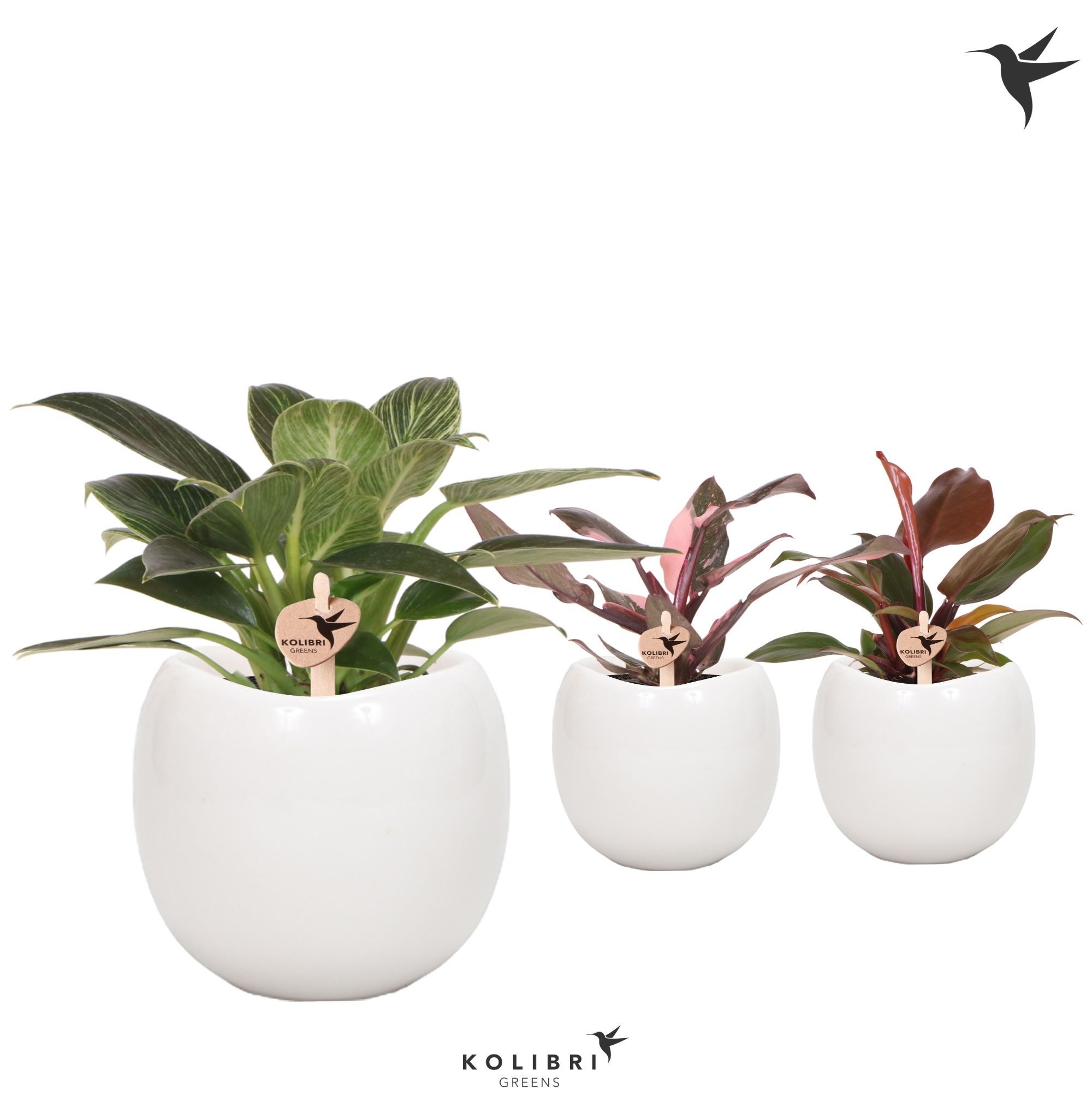 Kolibri Greens Philodendron mix in Bowl pot, D 9