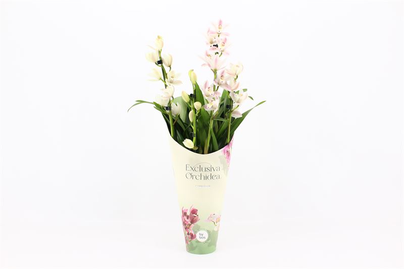 Potcover p12 exclusiva orchidea Cymbidium p12 Yuki 4T20+, D 12