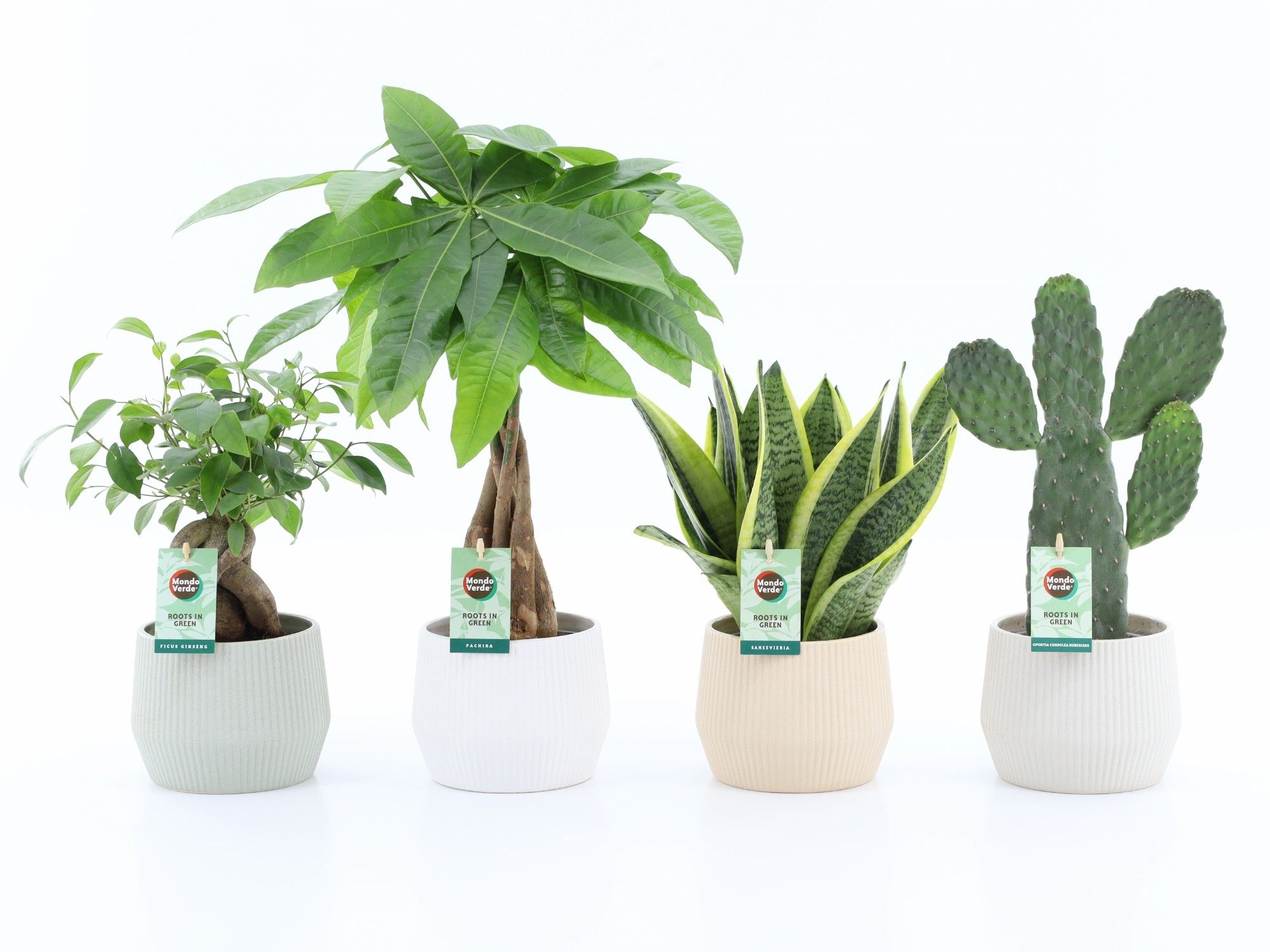 Asia Mix in Sandy, D 15 cm