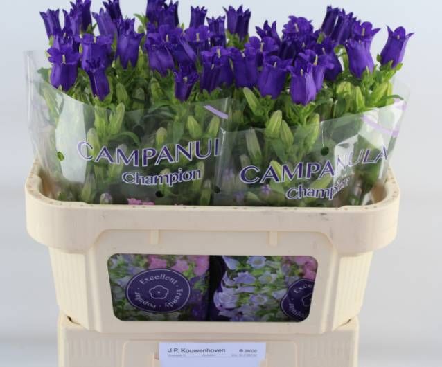 Кампанула Чемпион Блю 70, шт.