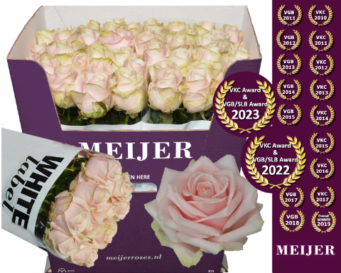 Роза од. Свит Аваланш+ 80, шт. Роза од. Свит Аваланш+ 80, шт.