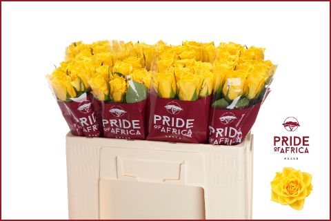 Роза од. Няно! 50, шт.