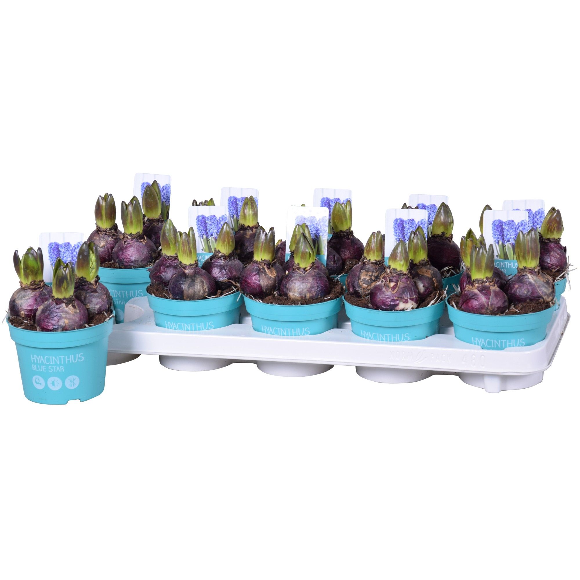 Hyacinthus Blue Star 'Diamond Collection', D 12 cm