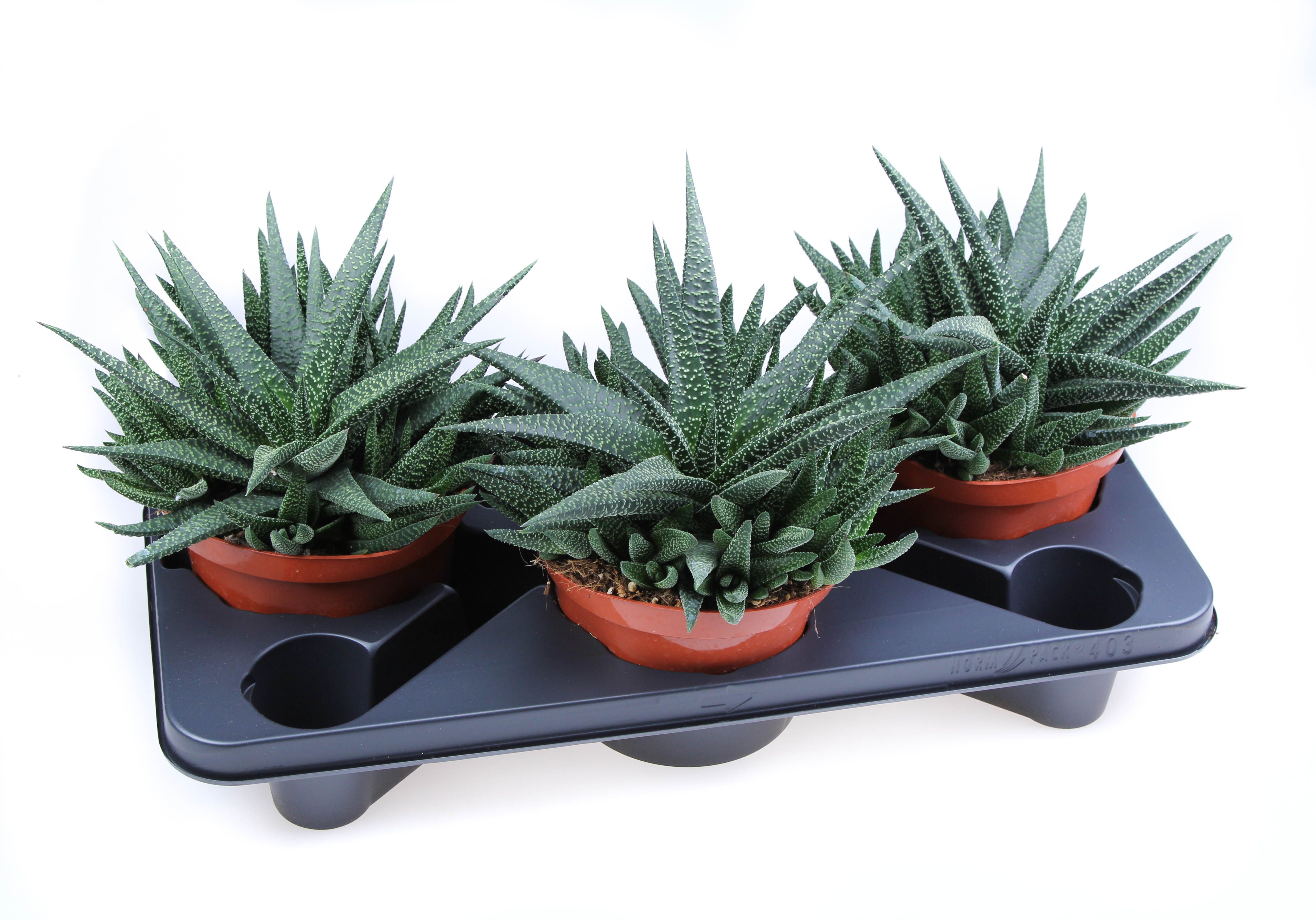 Haworthia Royal highness, D 17